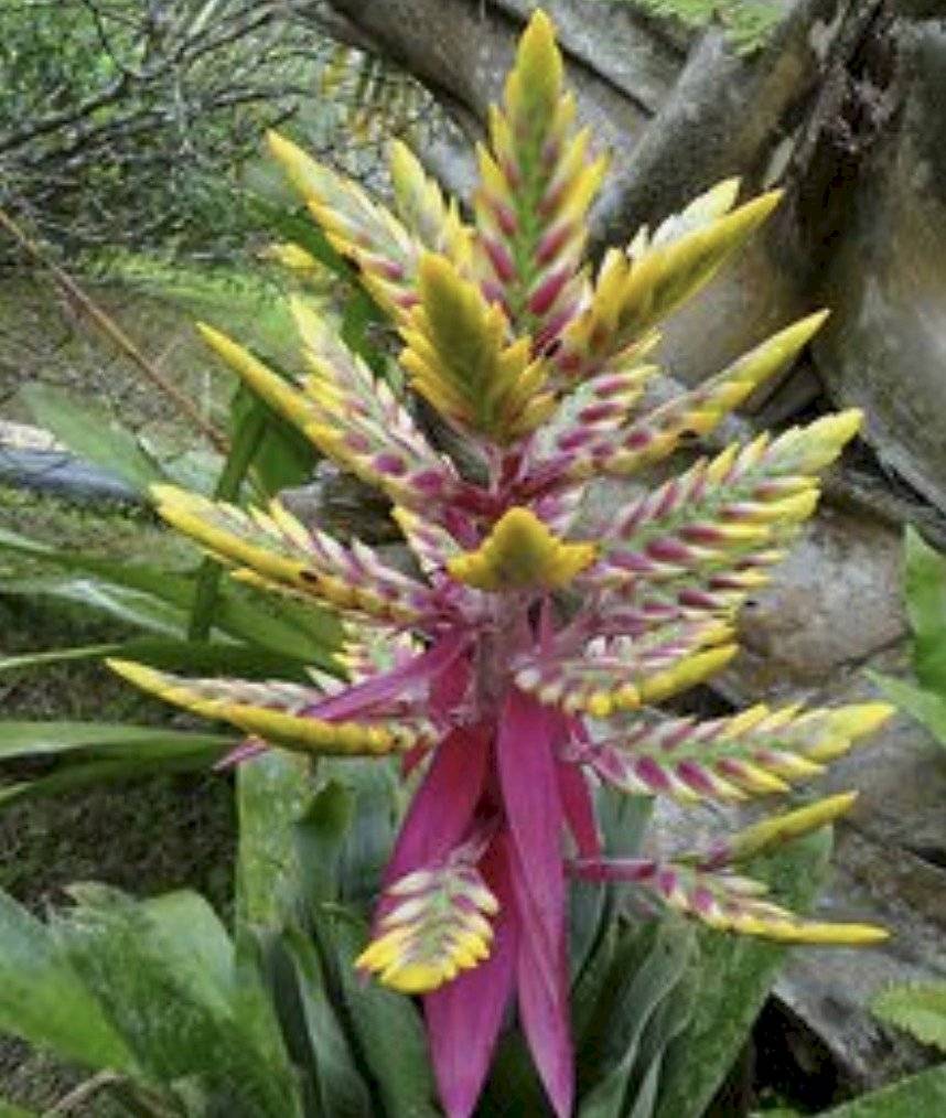 Plantas