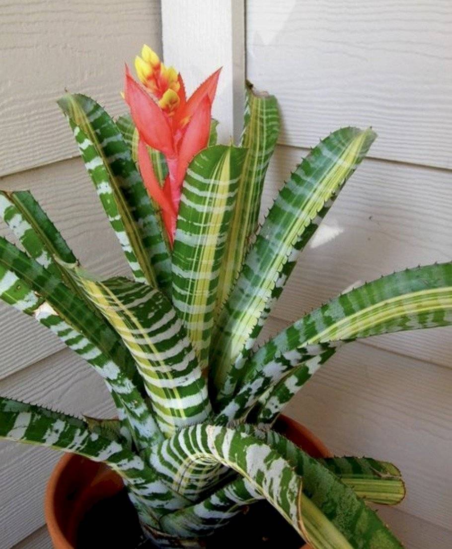 plantas