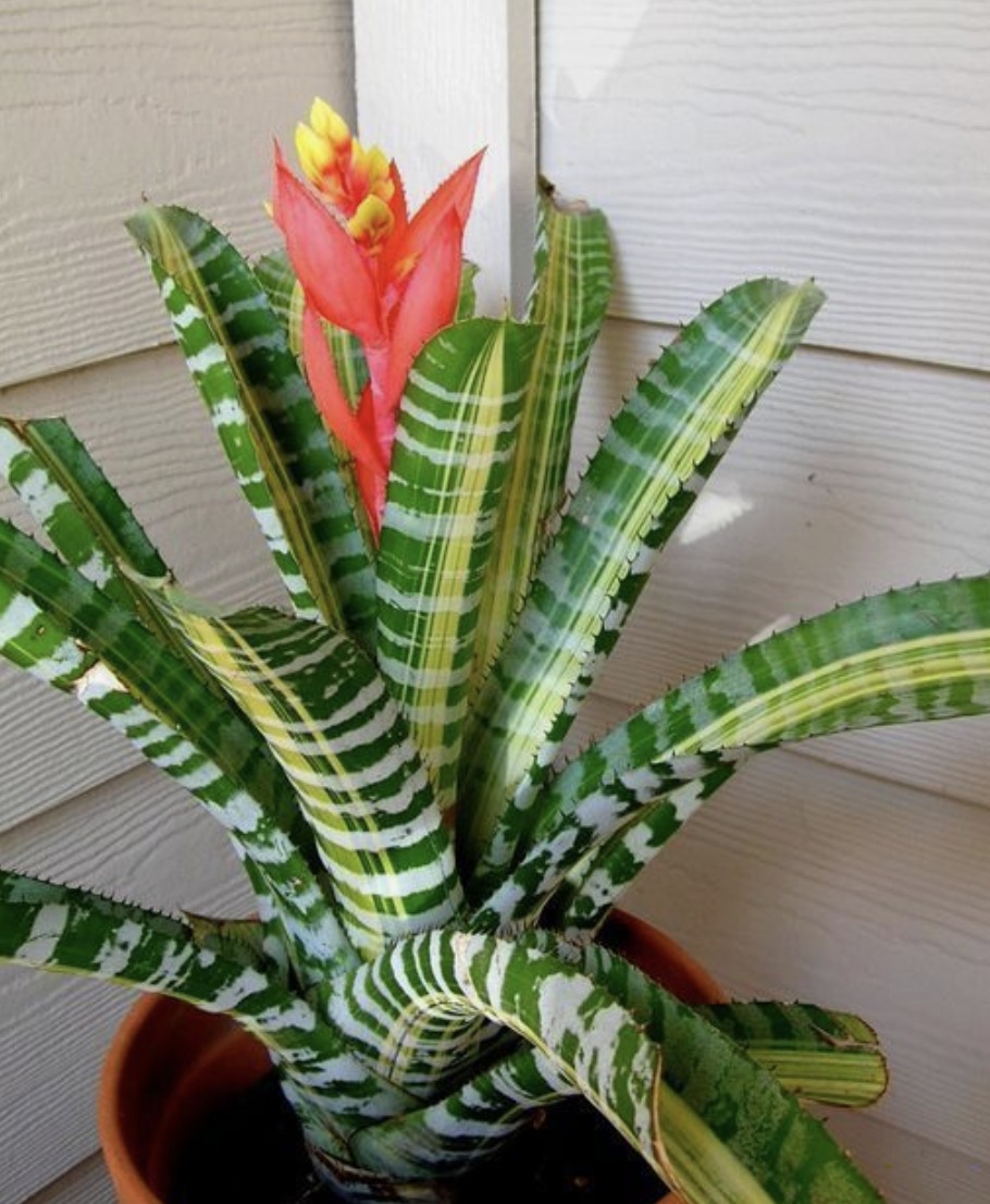 plantas Plantas