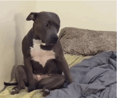 giphy-d01e1d692770773261ef43a19f602f9b.gif