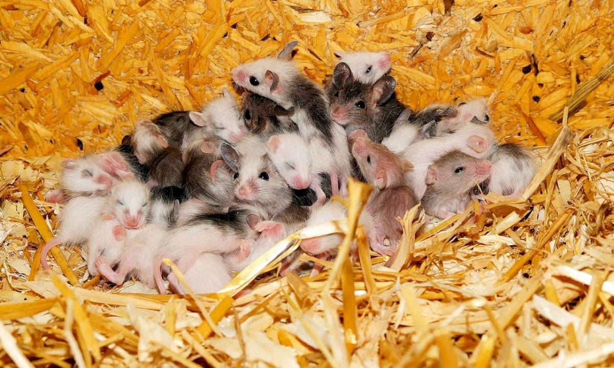 Ratones