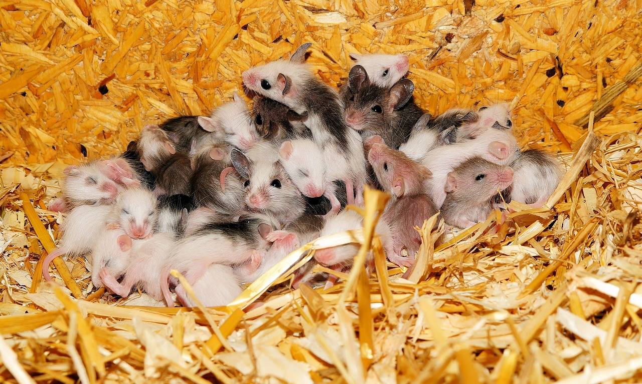 Ratones