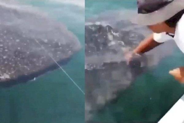 Tiburón ballena y pescadores