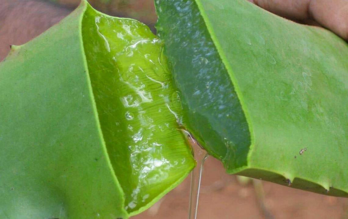La pulpa de la sábila con el limón son un potente aliado contra el acné