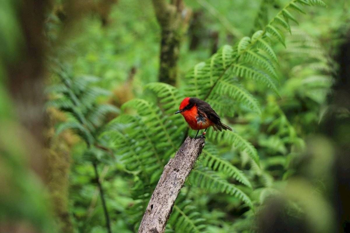 Pájaro brujo