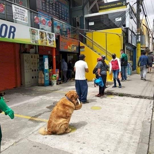 Zeus hace las compras de su amo en Pomasqui