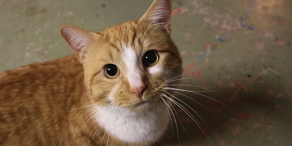 Internet: foto que esconde un gato se vuelve viral en redes sociales