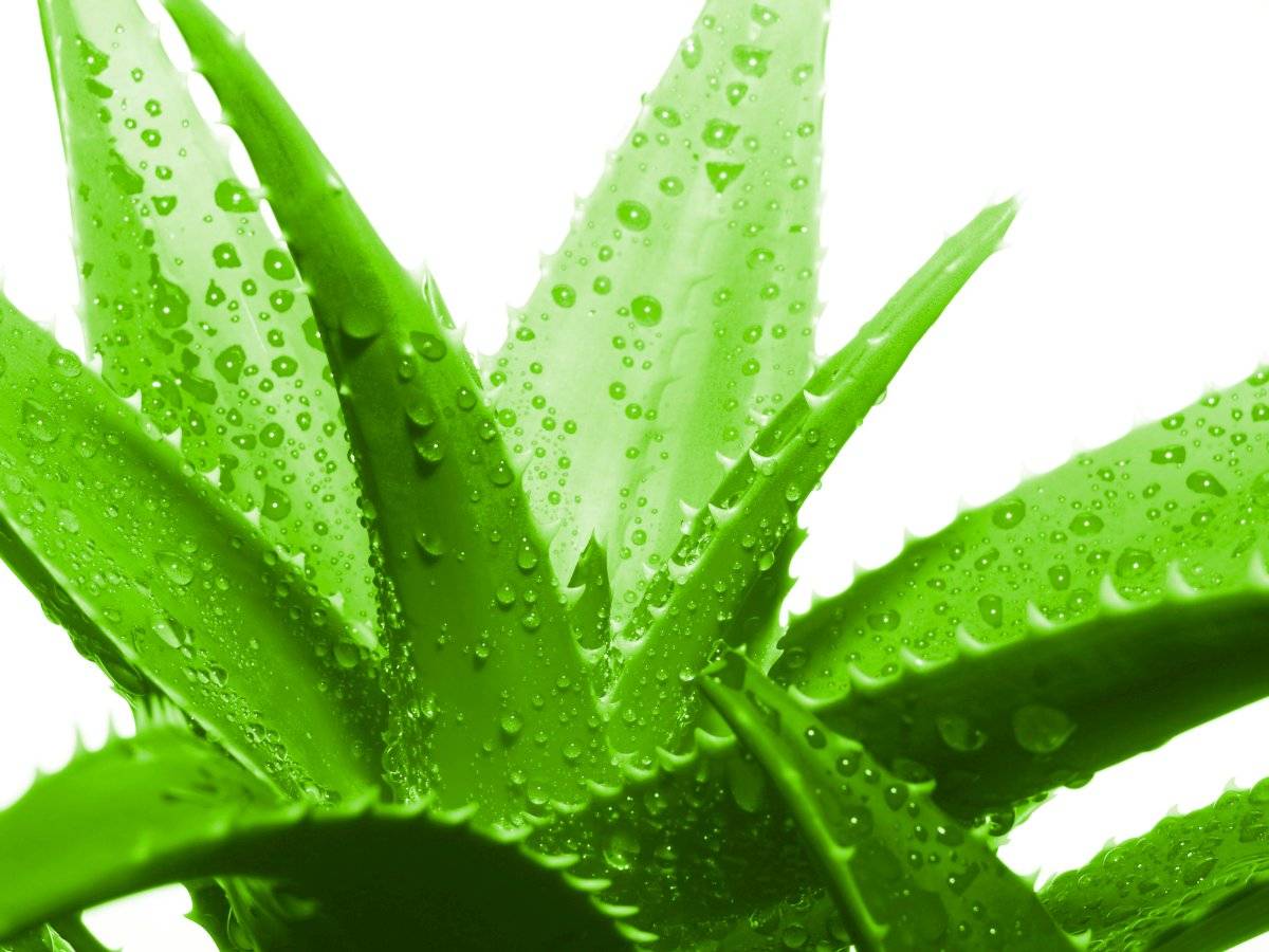 Un gel de aloe de vera evitará la caída de tu cabello