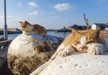 Gatos de Umashima