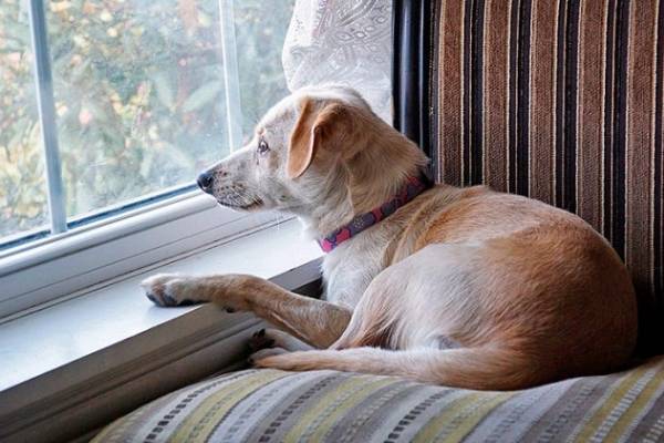 Consejos para cuidarlas: las mascotas también sufren con las cuarentenas