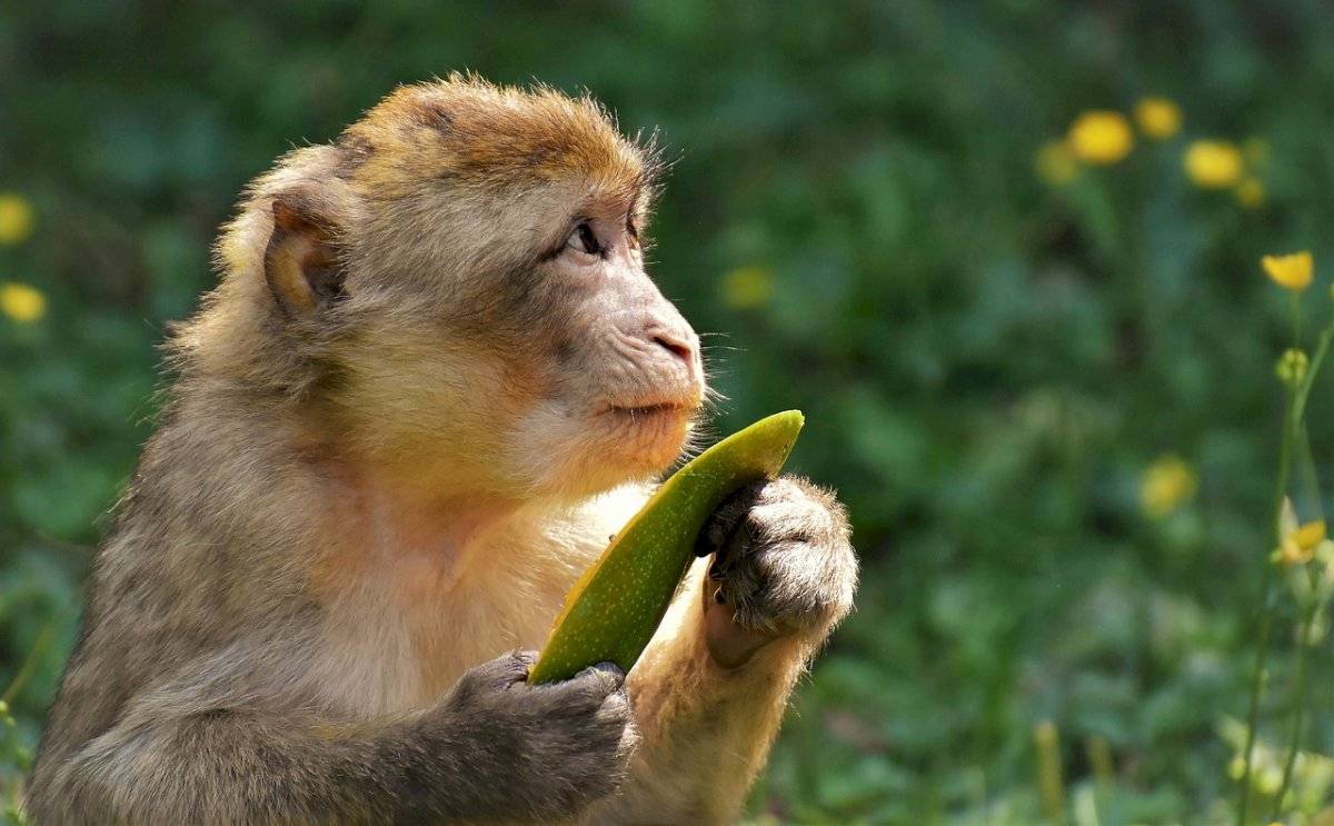 Macaco rhesus