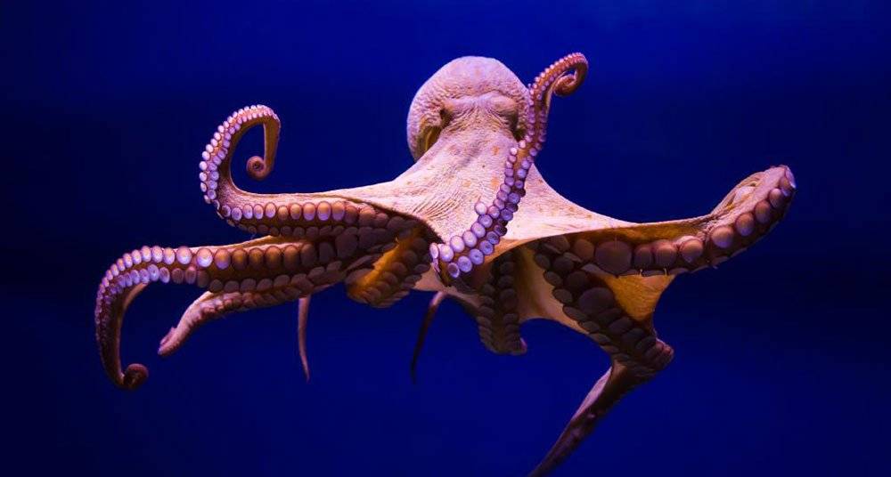 Pulpo Pulpo