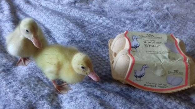 patitos