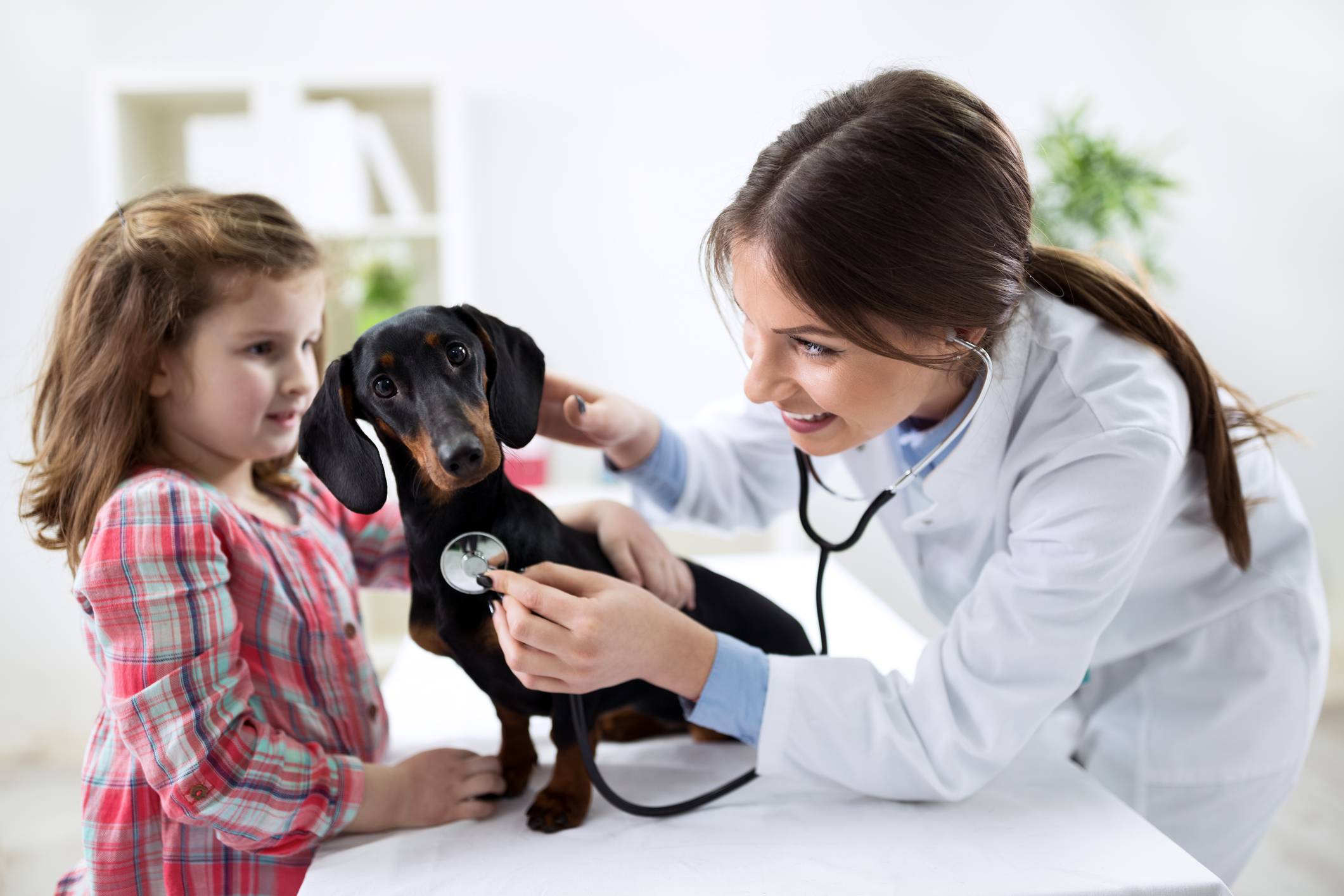 Médico Veterinario Médico Veterinario