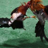 Pierluisi asegura que las peleas de gallos pueden continuar en Puerto Rico