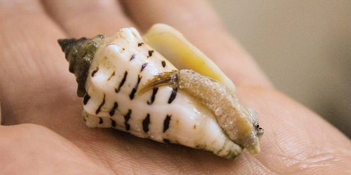 Estudio revela que en largos periodos de sequía, el Homo Sapiens acudía al mar en busca de Shellfish