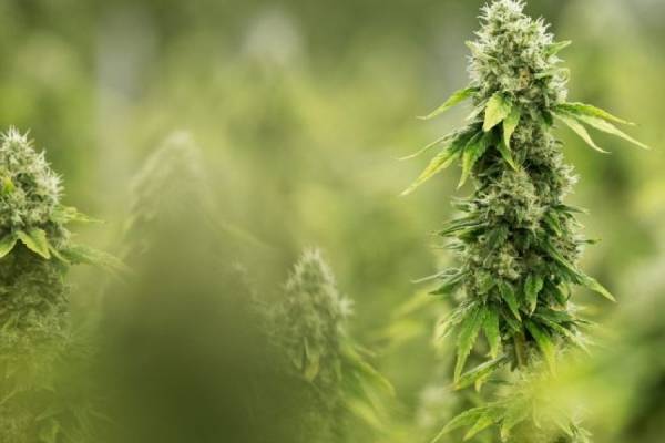 marihuana pandemia covid