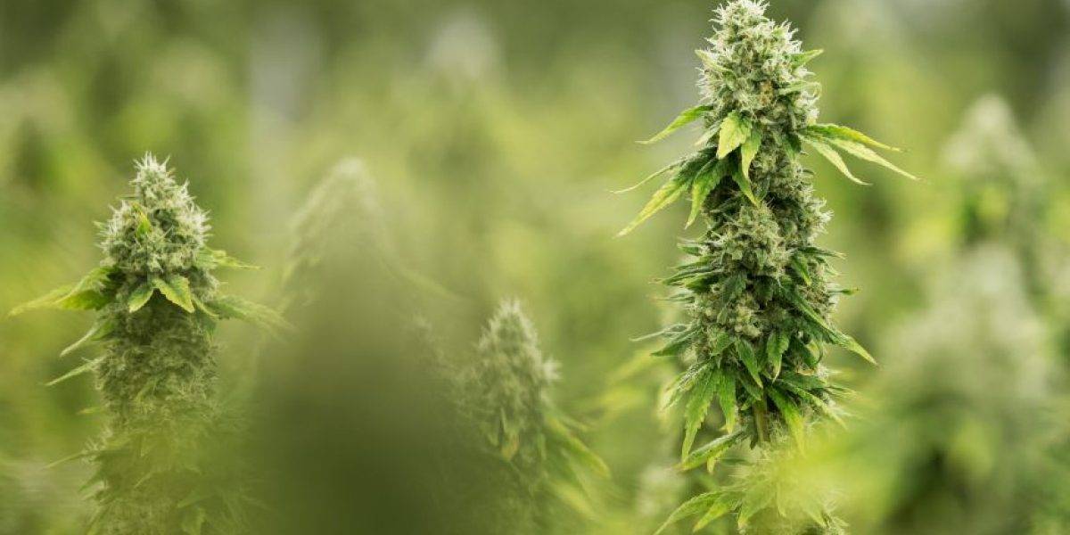 marihuana pandemia covid