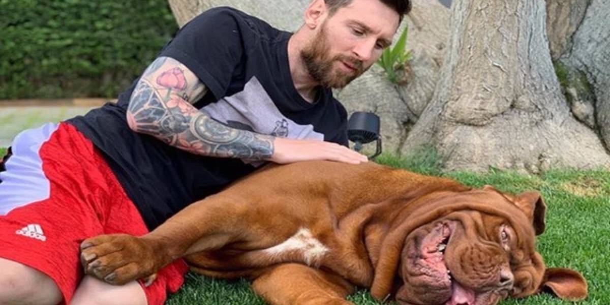 ¿Tienes un bulldog, un pug o un dogo de Burdeos? Cuidado, la insolación lo puede matar