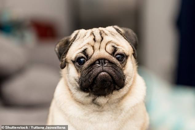 Pug Pug