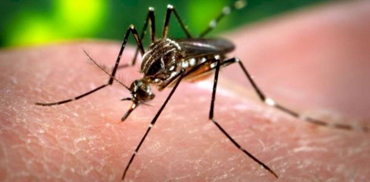 Mosquito Zika