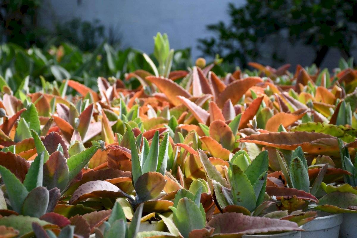 plantas-ecuador