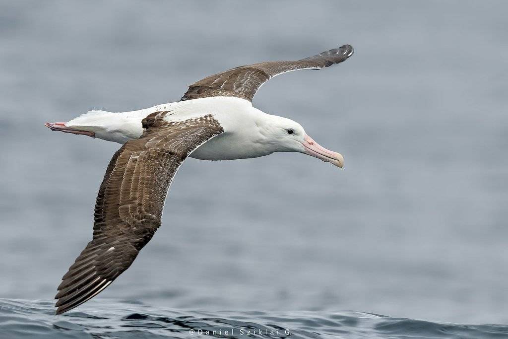 animales-predecir-desastres-aves