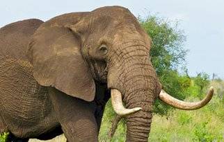 animales-predecir-desastres-elefante