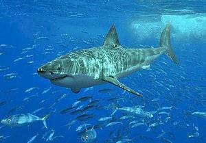 animales-predecir-desastres-tiburon