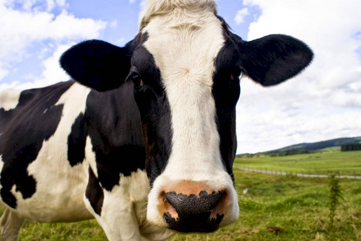 animales-predecir-desastres-vaca