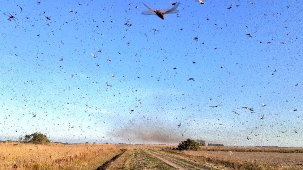 Plaga de langostas
