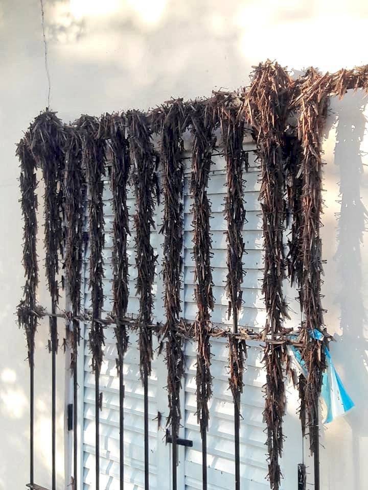 Plaga de langostas en Argentina