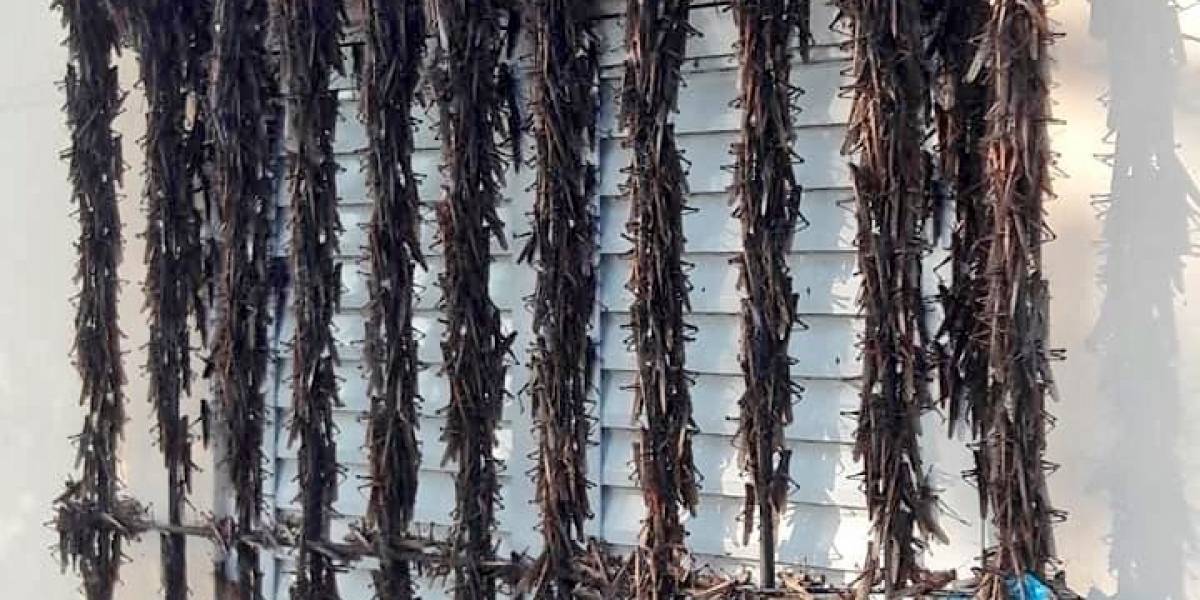 Invasión de langostas: alerta por la plaga que llegó a Argentina Invasión de langostas: alerta por la plaga que llegó a Argentina