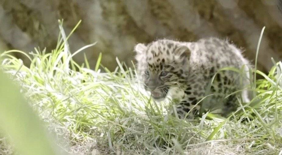 Presentan a nuevos leopardos en Zoo de San Diego