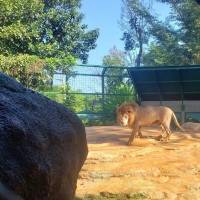 León ataca trabajadora de zoológico en Alemania