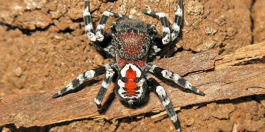 Araña