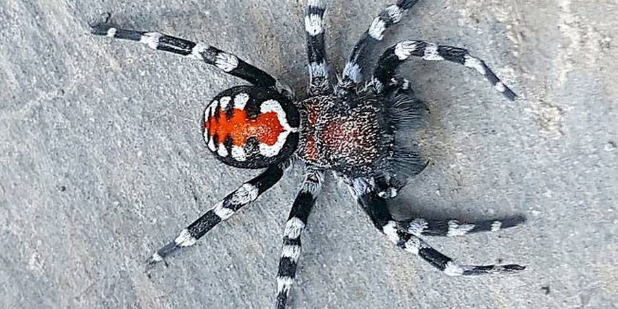 bautizan a nueva especie de araña en honor a Joaquin Phoenix como el Guasón