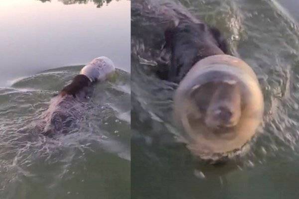 Oso nadando con una botella de plástico en la cabeza
