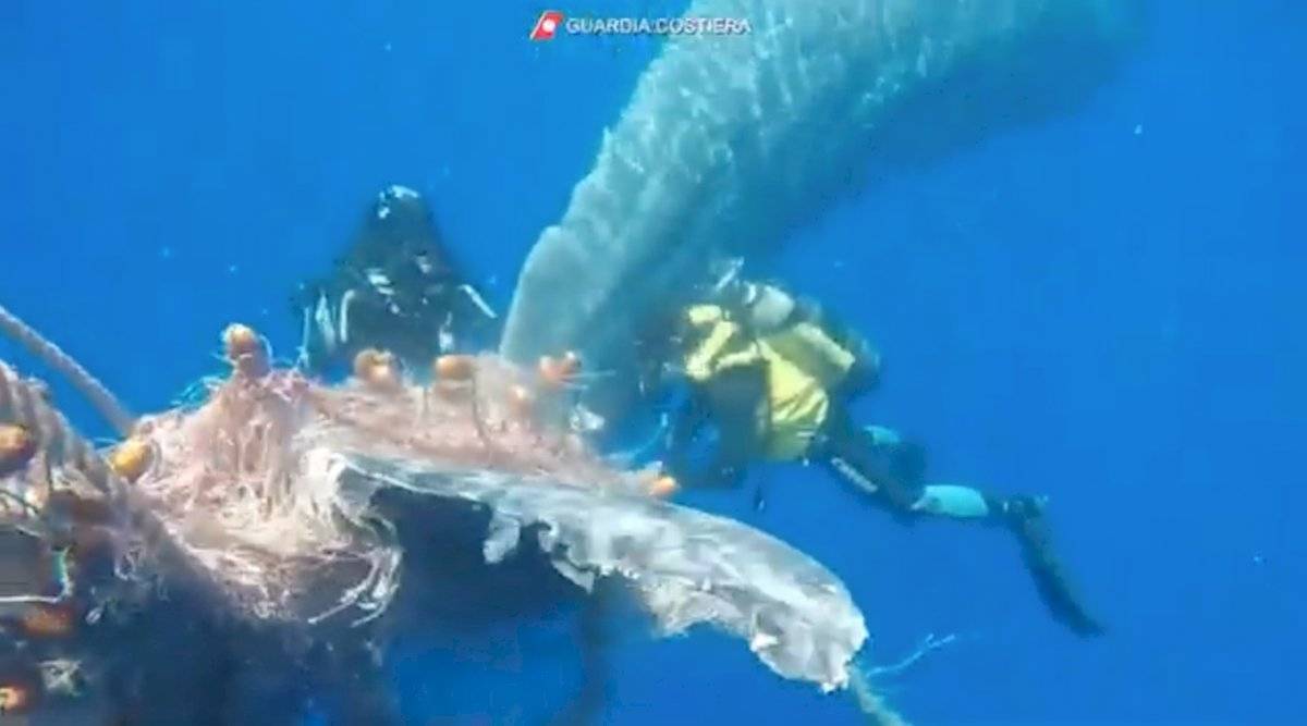 ballena Italia