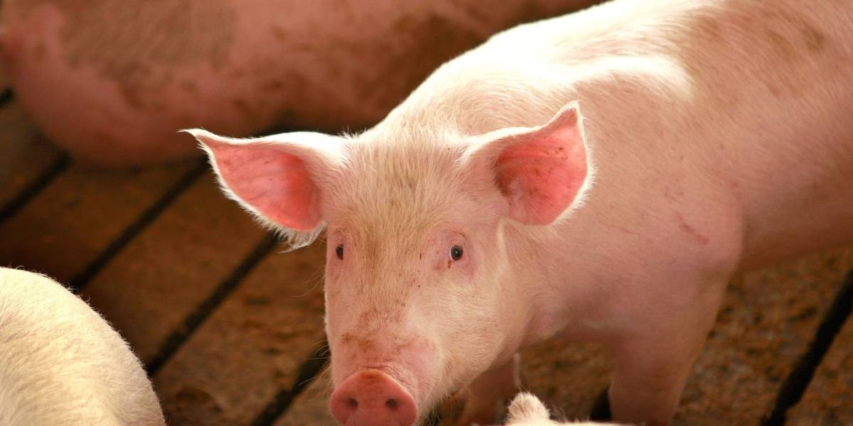 Basta, 2020: Alertan sobre nuevo virus en China que pasa de los cerdos a los humanos