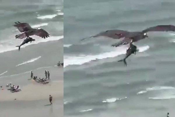 Águila es captada cazando un pequeño tiburón en playas de Florida