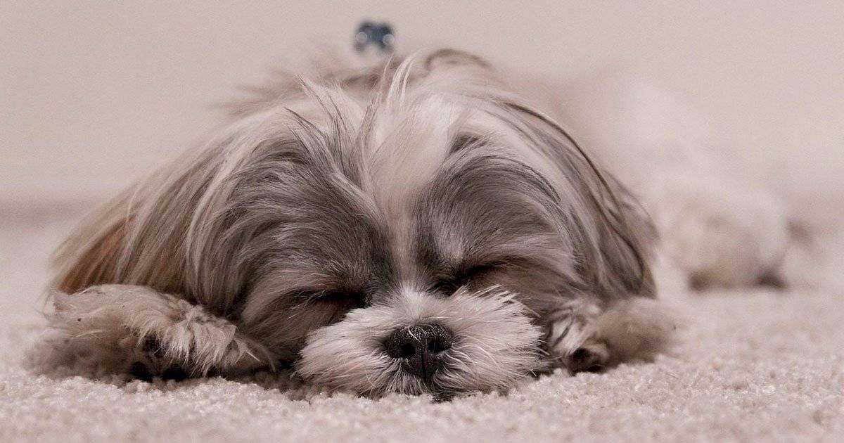 shih tzu