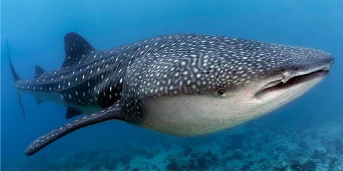 Ciencia: Los tiburones ballena tienen “dientes” en sus ojos