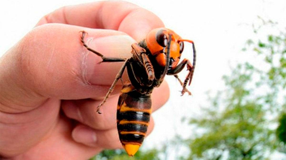 Estados Unidos Avispón Asiático Gigante Estados Unidos Avispón Asiático Gigante