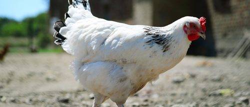 Gallina Araucana Gallina Araucana