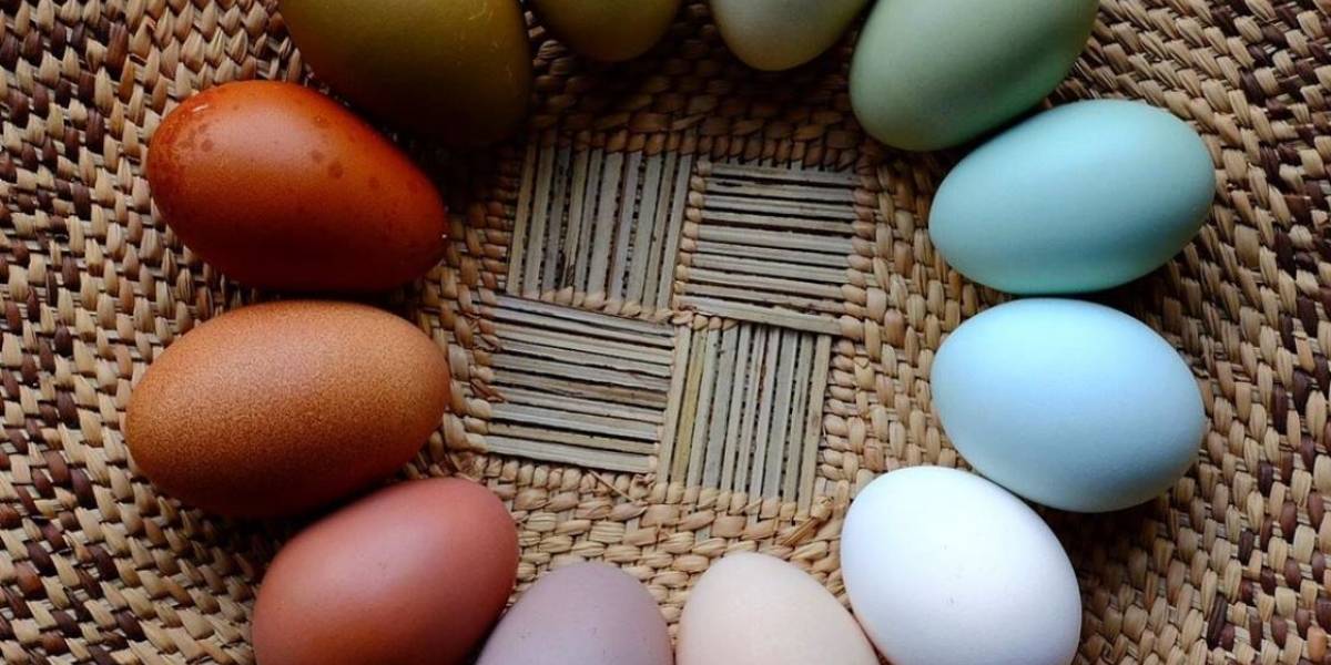 Ciencia: ¿qué significan los distintos colores en las cáscaras de huevos de gallina?