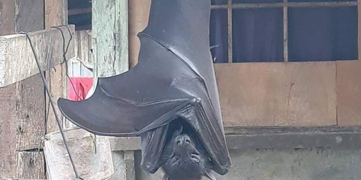 Impacto viral por murciélago que supuestamente es del tamaño de una persona