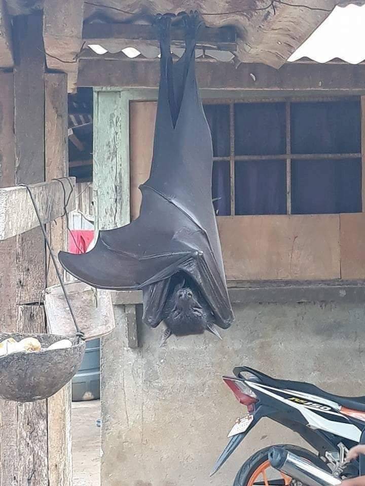 Zorro volador hallado en Filipinas