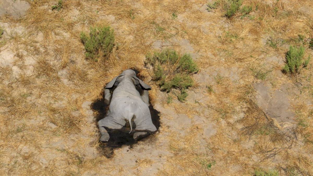 Elefante muerto