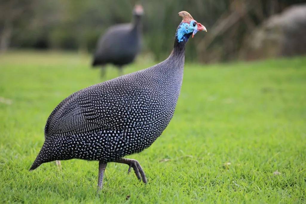 Gallina de Guinea Gallina de Guinea